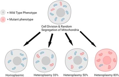 MtDNA deletions and aging